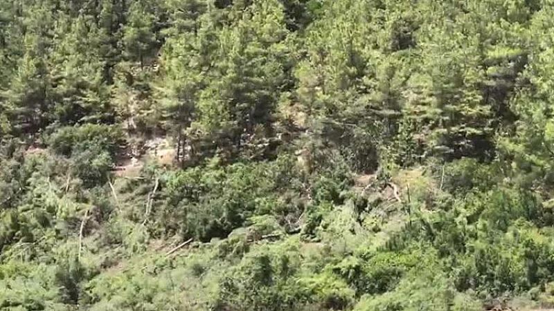 Orman Genel Müdürlüğü, milyonlarca ağacın kesim talimatını verdi