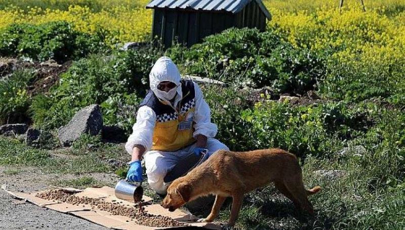 Büyükçekmece Belediyesi bölgeleri gezerek mama dağıtımı yapıyor.